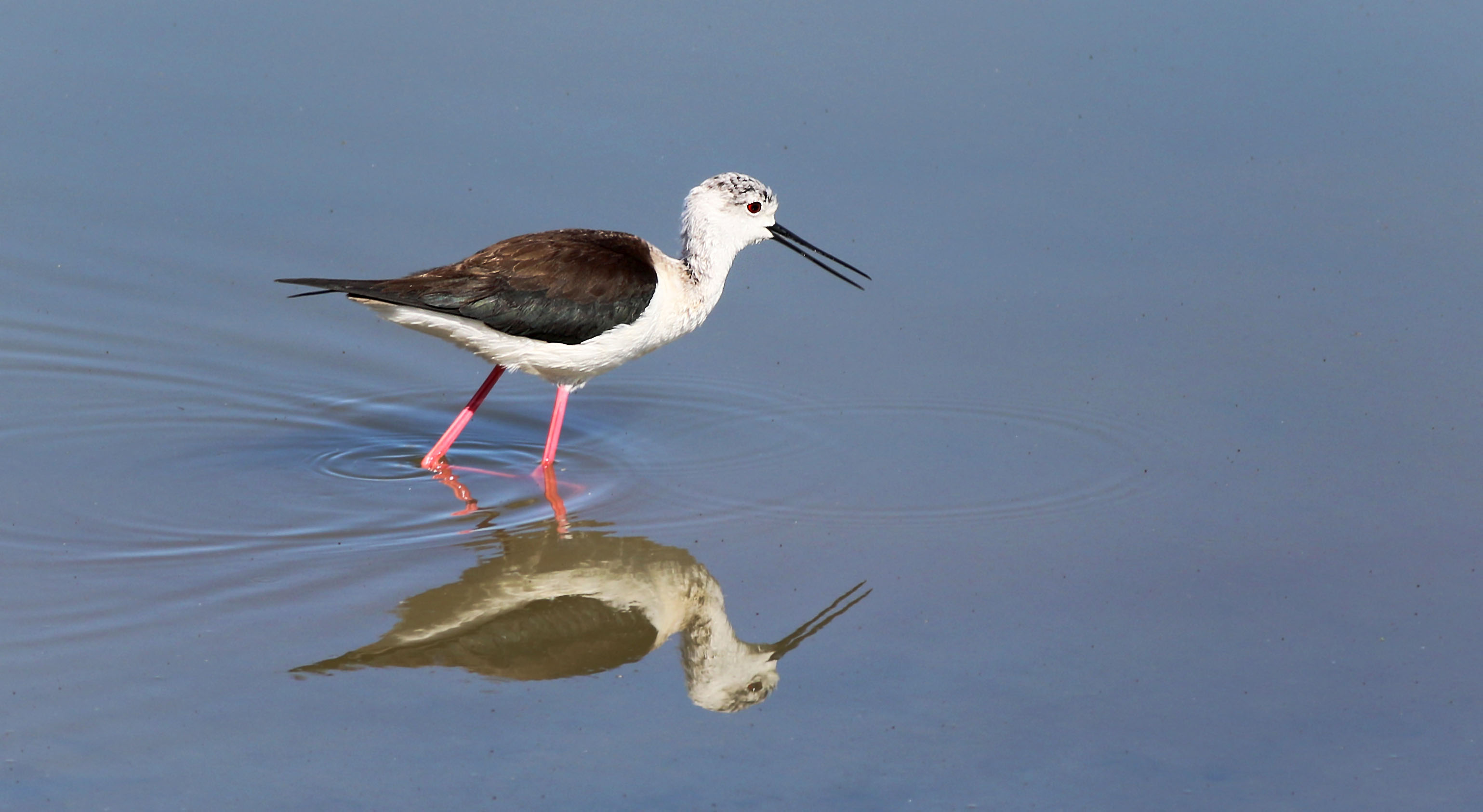 Black-winged Stilt